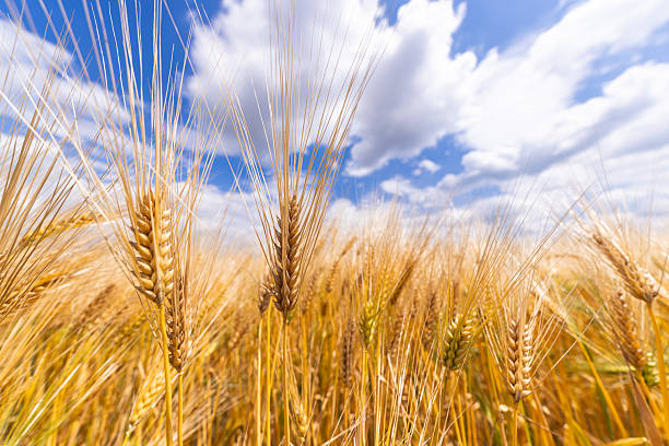 istock Golden Barley Field, Blue Sky 2222920227