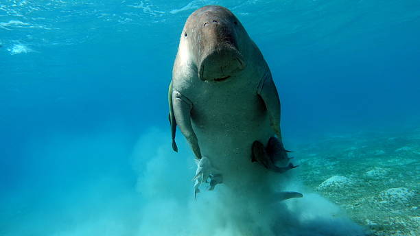 istock Dugong (dugong dugon) or seacow in the Red Sea. 2222920888