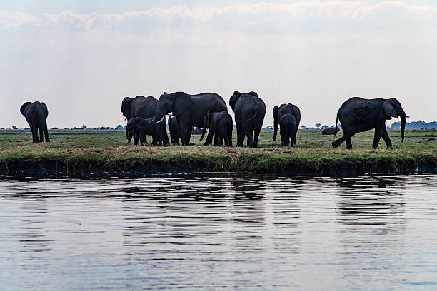 istock African elephants on the grassland at the riverside 2222920910