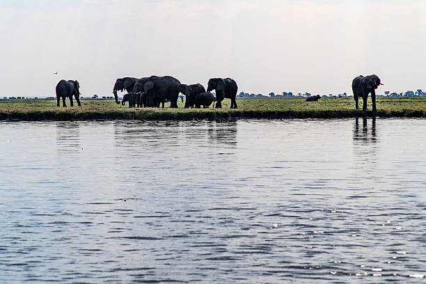 istock African elephants on the grassland at the riverside 2222920911