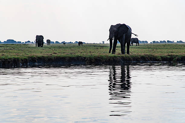 istock African elephants on the grassland at the riverside 2222920917