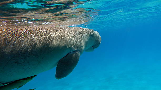 Dugongo. Sea Cow in Marsa Alam. Marsa Mubarak bay.