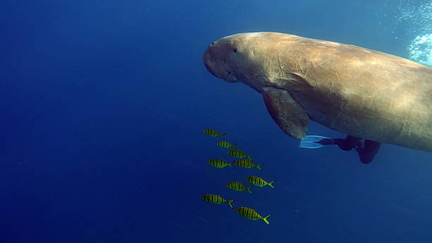 istock Dugong (dugong dugon) or seacow in the Red Sea. 2222921137