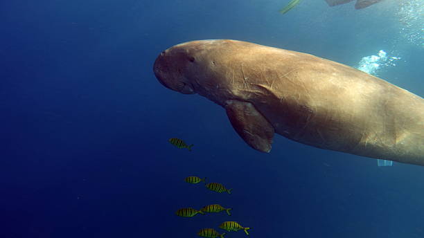 istock Dugong (dugong dugon) or seacow in the Red Sea. 2222921147