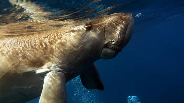 istock Dugong (dugong dugon) or seacow in the Red Sea. 2222921228