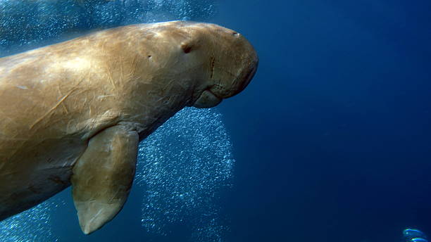 istock Dugong (dugong dugon) or seacow in the Red Sea. 2222921233