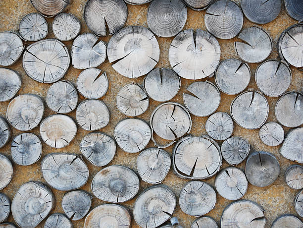istock wall decorated with circular aged tree trunk slices placed side by side 2222922503