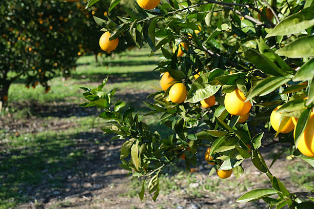 istock orange organic orchird long trees rows with ripe citrus fruits 2222922899
