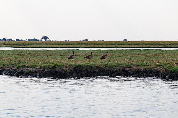 istock wild ducks on the grassland 2222923102