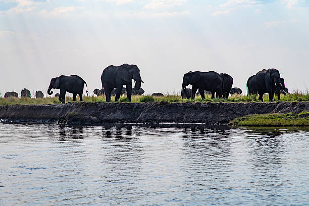 istock African elephants on the grassland at the riverside 2222923344