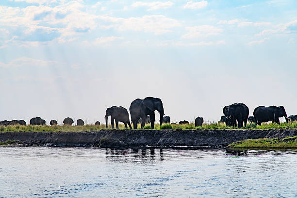 istock African elephants on the grassland at the riverside 2222923352
