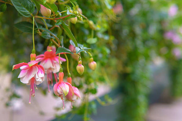Pink flowers cascade from above, bringing a soft, romantic charm to the space. Their trailing form adds lightness and grace.