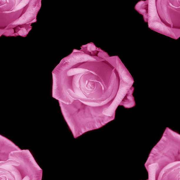 Beautiful white rose flowers. Blooming roses seamless pattern. Floral natural background.
