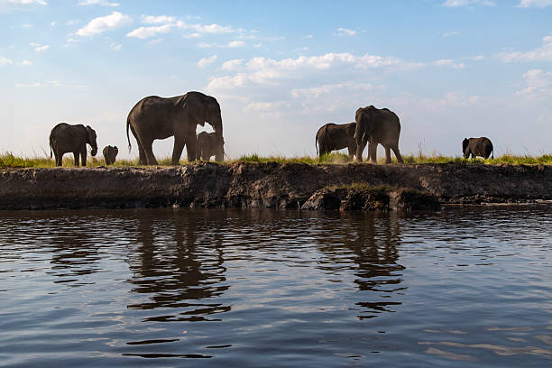 African Elephant, loxodonta africana, Group drinking Water at Khwai River, Moremi Reserve, Okavango Delta in Botswana