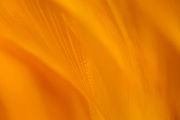 istock Beautiful Bird and chicken feather texture abstract background, soft focus,Soft focus macro brown feather,Brown Feathers with Softness Abstract and selective focus well use text on free space Background. 2222924066
