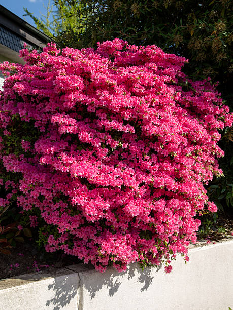 Beautiful pink colored azalea in the garden