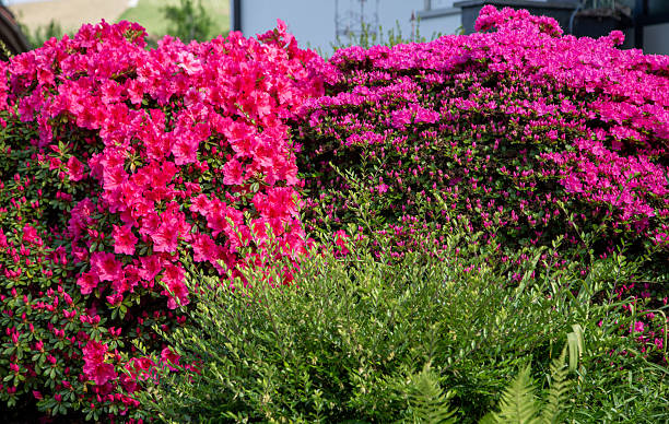 istock Beautiful pink colored azalea in the garden 2222925395