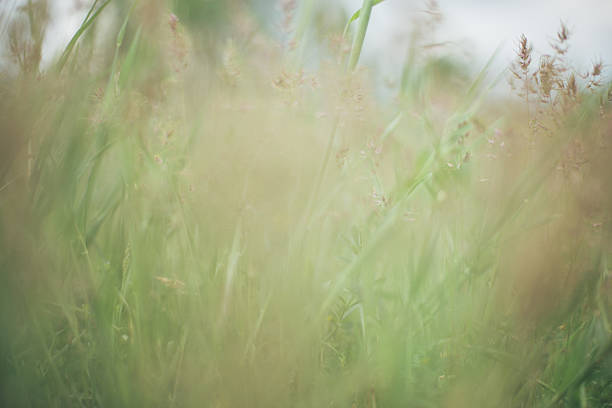 Soft focus close-up of green grass blades growing in a sunlit meadow