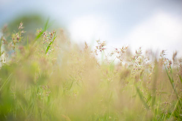 istock Delicate meadow grasses swaying gently in the breeze under a cloudy sky 2222927341