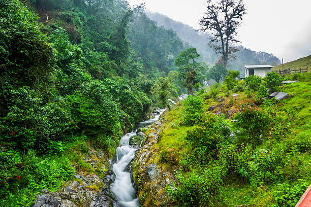 Stream in the Xico cloud forest, Veracruz, Mexico.
