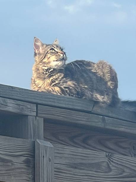 istock Tabby cat on top of fence 2222929692