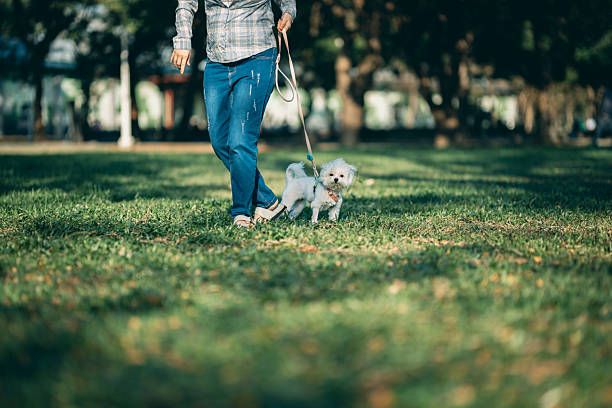 istock Maltese Puppy Walking in the Park 2222930074