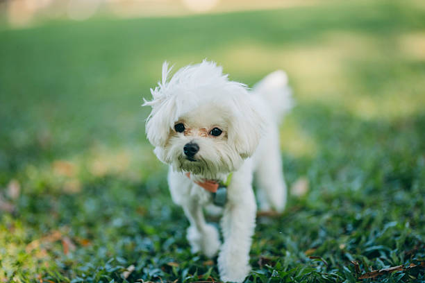 In this close-up, the lower half of a casually dressed person and the leash leading to a small white dog are captured on a vibrant grass lawn. The Maltese puppy walks energetically under sunlight and breeze, showcasing its playful spirit. This image highlights the warm interaction between pet and owner during outdoor activity, conveying themes of healthy living, companionship, and natural relaxation.