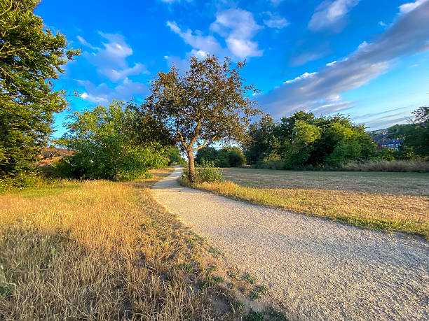 A light gravel stony path winds through Balmore Park in Caversham during a very hot day in Summer 2025. The vibrant contrasting colours of the sky, the bushes and the grass make this one of my favourite pictures.
