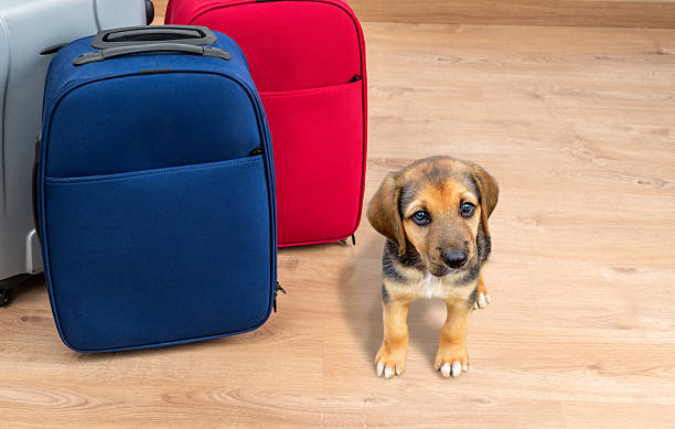 istock Puppy dog sitting next to luggages 2222932385