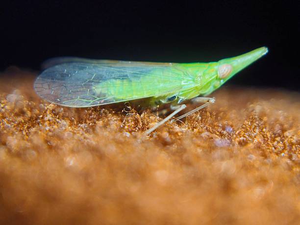 istock Dictyophara europaea planthopper 2222932450