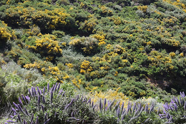 istock Paul's Plateau - Madeira 2222938774