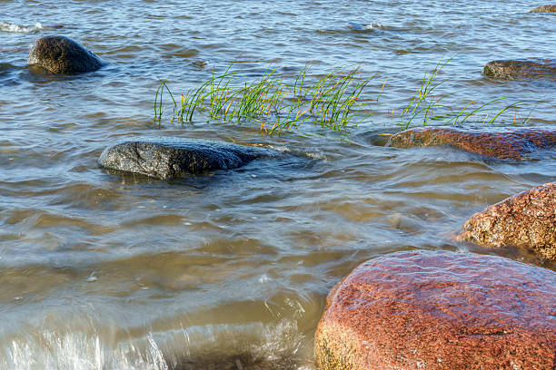 rocky stretch of coast, Baltic Sea large stones are scattered in the water and along the shore, creating a rough but natural landscape. In the foreground, bright green water grass grows between the stones, the water is wavy and reflects the gray-blue sky