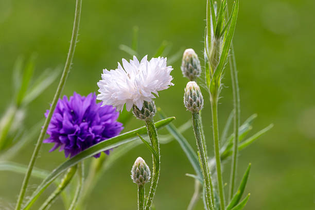 Close-up of a delicate white cornflower and unopened buds. A vibrant purple bloom is softly blurred in the background. Ideal for themes of nature, growth, purity, and wild beauty