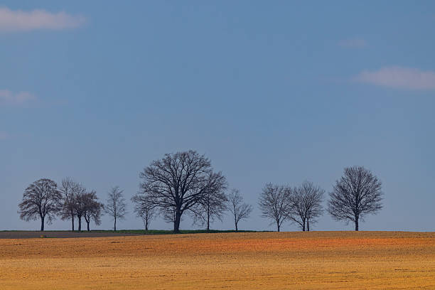 istock Bare trees standing on a hill overlooking a plowed field in Razice, Czechia 2222941219