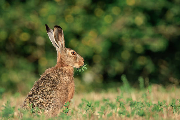 A wild rabbit eats rapeseed in a sunlit meadow at early dawn
