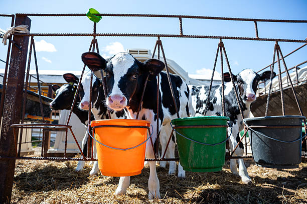 istock Three Calves Behind Feeding Structure with Colorful Buckets 2222942695
