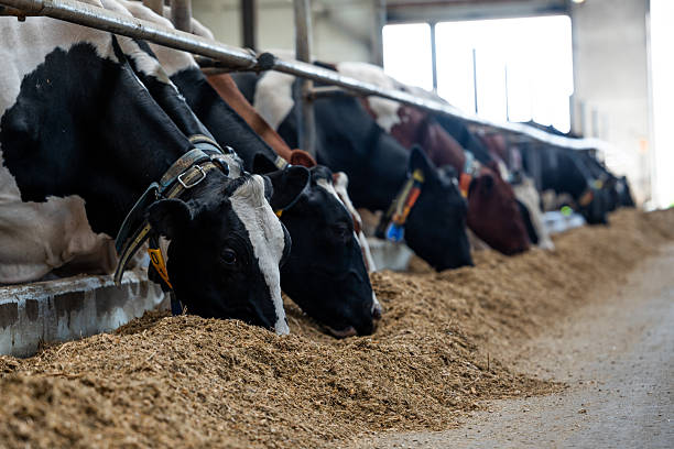 Side view of a brown and white cow with ear tag, feeding on hay in a spacious barn with natural light.