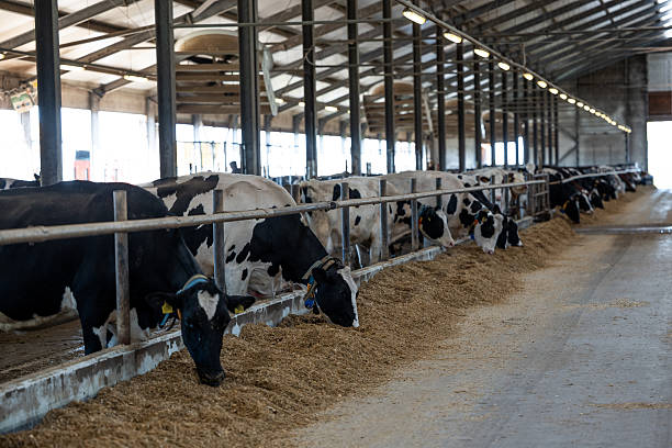 istock Large Indoor Dairy Farm with Holstein Cows Feeding on Hay 2222942732