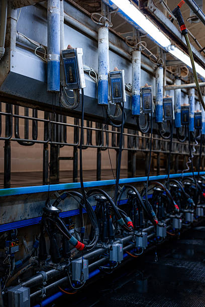 istock Modern Dairy Milking Parlor with Automated Milking Machines 2222942767