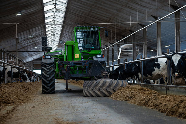 istock Green Tractor and Dairy Cows Inside a Well Lit Barn with Skylights 2222942785