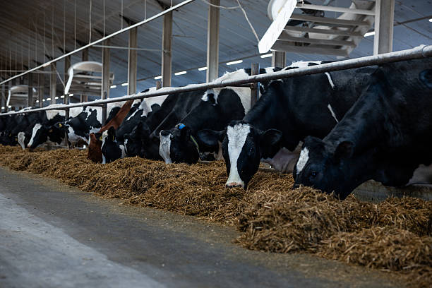 istock Dairy Cows Feeding in a Modern Barn with High Ceilings and Fans 2222942805