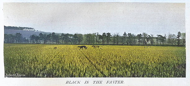 Hare coursing, greyhounds chasing the hare, Victorian 19th Century, Vintage photograph