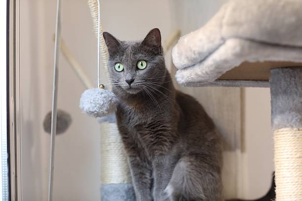 istock Russian Blue cat lounging on a cat tree 2222944104