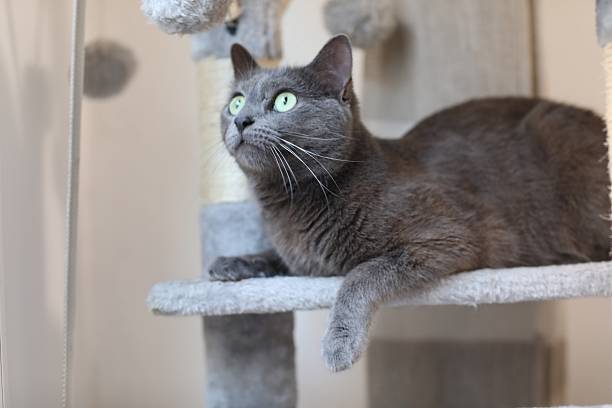 istock Russian Blue cat lounging on a cat tree 2222944107