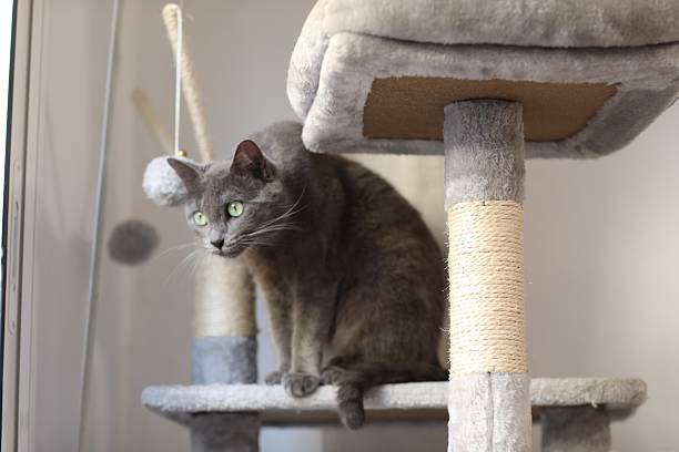 istock Russian Blue cat lounging on a cat tree 2222944120