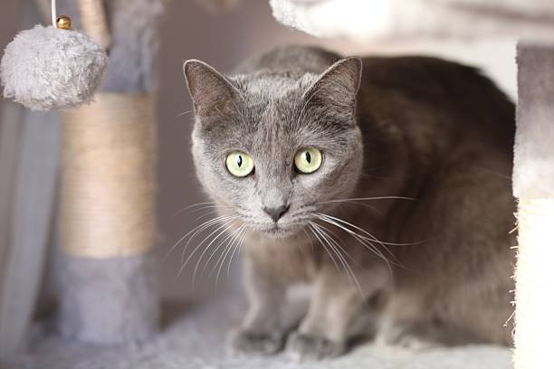 Portrait of a Russian blue cat striking green eyes resting on a cat tree. The cat is curious. Suitable for concepts of pets domestic life feline elegance and cat behaviour
