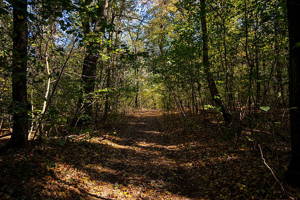 a forest road with last year's foliage goes into the distance among the dense greenery of a deciduous forest