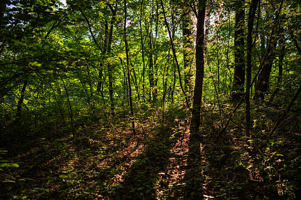This photo captures a serene moment in a forest, with two tall, dark tree trunks in the foreground contrasting with the vibrant greenery in the background. The light filtering through the trees highlights the rich green tones of the surrounding undergrowth, casting soft shadows on the forest floor. The sun's golden hour glow adds warmth to the scene, creating a peaceful, tranquil atmosphere as the day begins to wind down