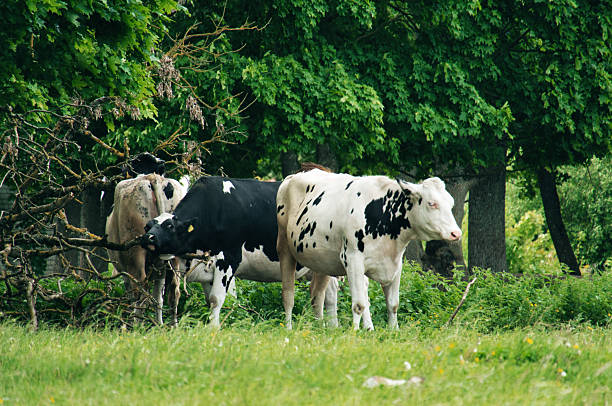 A group of Holstein cows grazes peacefully in a lush green meadow bordered by dense forest. The vibrant greenery and natural surroundings create a tranquil rural scene, ideal for themes of agriculture, dairy farming, sustainability, and countryside life. Perfect for illustrating farm life, eco-friendly practices, or pastoral landscapes.