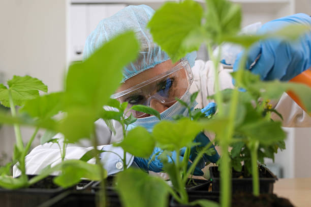 istock Scientist Examining GMO Plants in Laboratory 2222949784